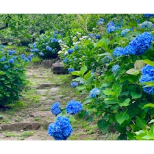 茨城県つくば市の、知る人ぞ知る紫陽花スポット「筑波山梅林」！

筑波山の中腹、標高約250m付近に位置する市営の梅林なのですが、梅雨の時期は紫陽花の名所としても知られています。

約1,000株以上の色とりどりの紫陽花が斜面に咲き誇り、初夏の訪れが感じられます🤗

梅のシーズンに比べると空いていて、入園無料で心行くまでじっくりと鑑賞できます♪

散策後は園内にある「筑波山おもてなし館」での休憩がおすすめ☕️

ブルーベリーカフェオレなど、ここでしか味わえないオリジナルメニューも豊富にあるので、ぜひ合わせてチェックしてみて下さいね✨