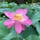 千葉公園ではこの時期に美しい大賀ハスを見ることができ、蓮華亭周辺ではハス祭りが開催されます。
梅雨の時期で気分がさえない時もありますが、美しい蓮の花を見てみてはいかがでしょうか？

#千葉 #千葉公園 #大賀ハス #大賀ハス祭り #旅田サトシ