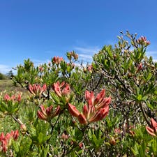 霧ヶ峰より更に標高が高くなり、花々も霧ヶ峰より少し遅い感じ。