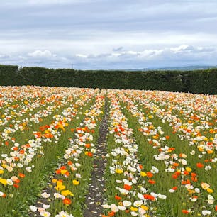 #富良野
#ファーム富田