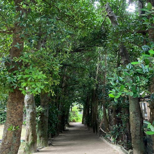 備瀬のフクギ並木