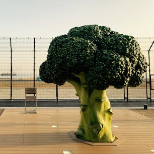 神戸空港/兵庫
大きいブロッコリー🥦