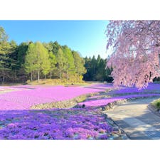 兵庫県

三田市にある芝桜がとても綺麗な永沢寺
芝桜と枝垂れ桜が共演するわずかな期間をお見逃しなく。
駐車場、お手洗い、軽食あります。