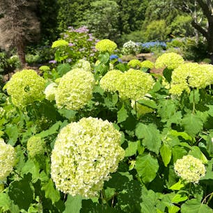 北茨城あじさいの森では、あじさいまつりが開催中。
6月中旬から、7月中旬まで開催予定。


#北茨城あじさいの森 #北茨城市 #あじさいまつり #茨城県