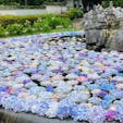 大阪　久安寺

入り口にある池に
摘み取られたアジサイが
あふれそうに
浮かんでいます。