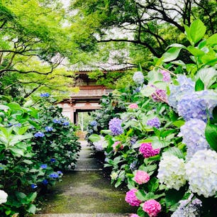 大阪　久安寺

アジサイと青もみじ