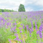 三重　メナード青山リゾート
ハーブガーデン

ラベンダーが見ごろを
迎えていました。