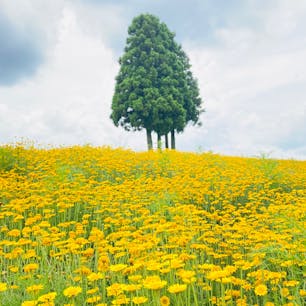 三重　メナード青山リゾート
ハーブガーデン

たくさんのお庭の
それぞれの花が
ちがった景色を見せて
くれました。