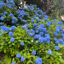 ずっと行ってみたかった、あじさい寺・二本松市高林寺。ちょっと前に行って、「7月頭が見頃だよ」と教えてもらい再度チャレンジ。着くまでの道路脇にもたくさんあじさいが咲いていて、とってもステキです。