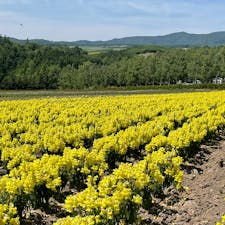 初夏の富良野観光
ラベンダー🪻はまだ早かったですが他の花が綺麗に咲いていました。
美味しいソフトクリーム😋も食べて、身も心もリフレッシュ