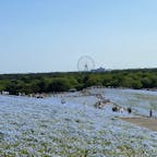 茨城県
国営ひたち海浜公園
2022.05.04