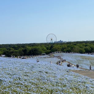茨城県
国営ひたち海浜公園
2022.05.04