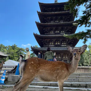 🇯🇵奈良
🗓️2022年9月
オススメ度⭐️⭐️（5点満点）
📝古都奈良
　大人になって行くと再発見がある街
　奈良といったらやっぱり鹿ね🦌
　#無計画旅行