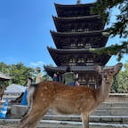 🇯🇵奈良
🗓️2022年9月
オススメ度⭐️⭐️（5点満点）
📝古都奈良
　大人になって行くと再発見がある街
　奈良といったらやっぱり鹿ね🦌
　#無計画旅行