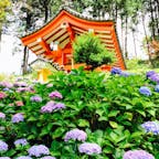 京都　三室戸寺

京都の一番の紫陽花スポット