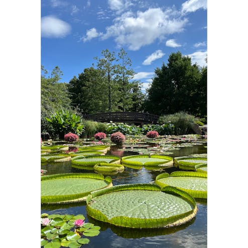 草津市立水生植物公園 みずの森