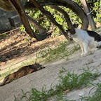 神社巡りからのラーメンで旅の締めくくりをしました。
暑さから身を守るので精一杯でした。涼んでいる猫を観て避暑地を探してました。