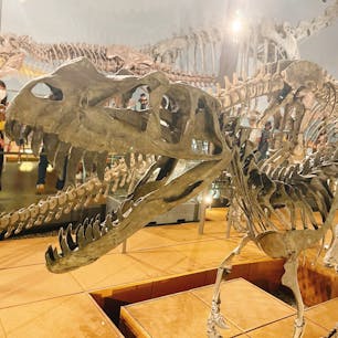 🔖福井県　 

恐竜博物館は子どもから大人までたのしめますね🦕🦖迫力があってとてもおもしろかったです！

📷2022  August