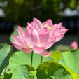京都
大谷本廟
古代の蓮(大賀蓮)
こちらは、実家とご縁がありよくお参りいたします。この時期は蓮の花も楽しみです。