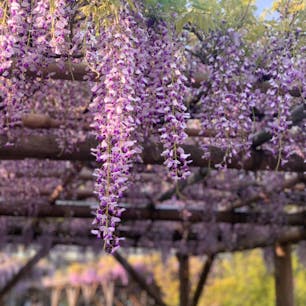 #藤まつり #亀戸天神 #亀戸 #東京
2022年4月