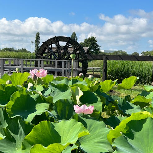 霞ヶ浦総合公園