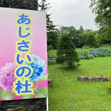 7/19
東山公園　あじさいの杜

#山形
#東山公園
#あじさいの杜