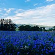 長野
安曇野ちひろ美術館

営業時間外だったので
お庭を散歩

鮮やかな青の花が
咲いてました。