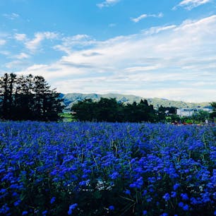 長野
安曇野ちひろ美術館

営業時間外だったので
お庭を散歩

鮮やかな青の花が
咲いてました。