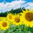 大阪
和泉リサイクル環境公園

暑い太陽に向かって
満開のひまわり
夏の黄色の景色

可愛らしいコキア
緑の景色も