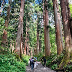 長野　戸隠神社奥社

杉の巨木並木に吸い込まれ
異世界へ