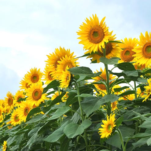 三ノ倉高原ひまわり畑