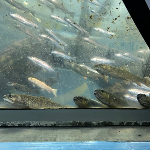 森の中の水族館。
