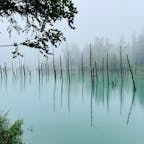 8月、雨の日だったけどこれはこれで幻想的世界だった
#白金青い池 #美瑛 #北海道 #Hokkaido
