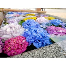 紫陽花で有名な粟井神社