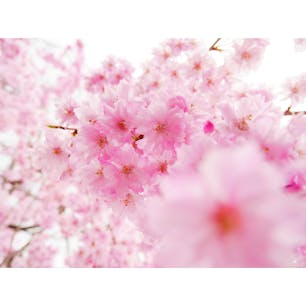 日中線の枝垂れ桜