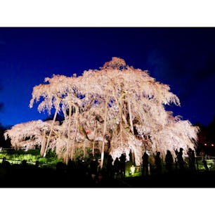 三春滝桜
UVERworldのTAKUYA∞さんが去年行ってたので、今年行ってみました。
1,000年前からこの地を見守ってる迫力満点のえくぼ桜でした🌸