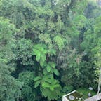 インドネシア　バリ島　
ウブドのジャングル