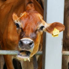 東京の八王子にある磯沼ミルクファームでは、牧場体験ができます！のびのびと育つ牛を中心とした動物を無料で、身近に見る事ができます。

#磯沼ミルクファーム
#八王子
#牧場
#牛
