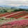 北海道/富良野

カラフルなパッチワークの丘

キュートなラベンダー色のポストがありました（２枚目）🥰

#puku2'22
#puku2"09
#puku2北海道
#北海道#富良野#展望花畑四季彩の丘#花