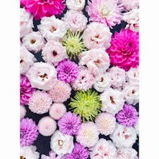 ハナビヨリ
2023/03/11