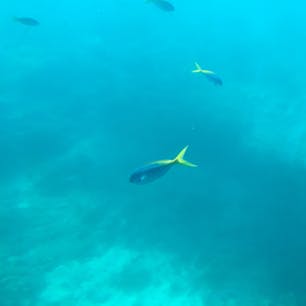 グレートバリアリーフ🇦🇺
潜水艇から
