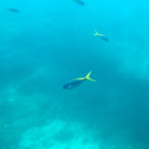 グレートバリアリーフ