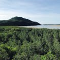 西表島 浦内川の展望台。
展望台から見えるあたり一面のマングローブ林は圧巻。

2018年5月

#西表島
#マングローブ
#沖縄
#離島
#ジャングル