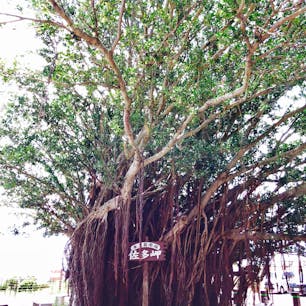 九州一周 鹿児島県 そういえば 佐多岬にも行きました

トンネルくぐって1kmくらい歩けば展望台があります。絶景なので行くことをお勧めします🤙

#九州#鹿児島県#佐多岬