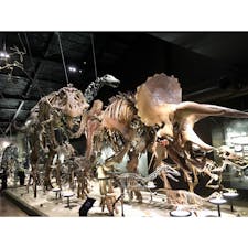 熊本県
〜御船町恐竜博物館〜