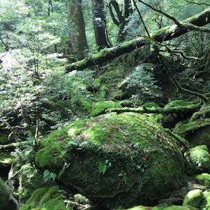 視界一面緑色。
急に雨や雷になるのでレインウェア必須。靴も防水のトレッキングシューズを。レンタルで防水なしの靴になりぐずぐずになる人がいました。完全防備を！