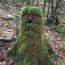 あちこちにジブリっぽいなにかがあります。王蟲みたいな岩とかトトロみたいな切り株とか。こちらも主みたい。