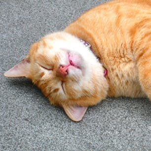 江ノ島で出会った猫です！江ノ島は、猫島と言われるほど、猫が多いのですが、近年は減ってきたように思います。

#江ノ島
#江の島
#江之島
#猫
#cat