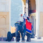 おとぎの国のような場所でした🐘

#アンベール城
#インド
#象
