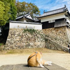 岡山　備中松山城

猫城主さんじゅうろう
こっちを向いてくれない